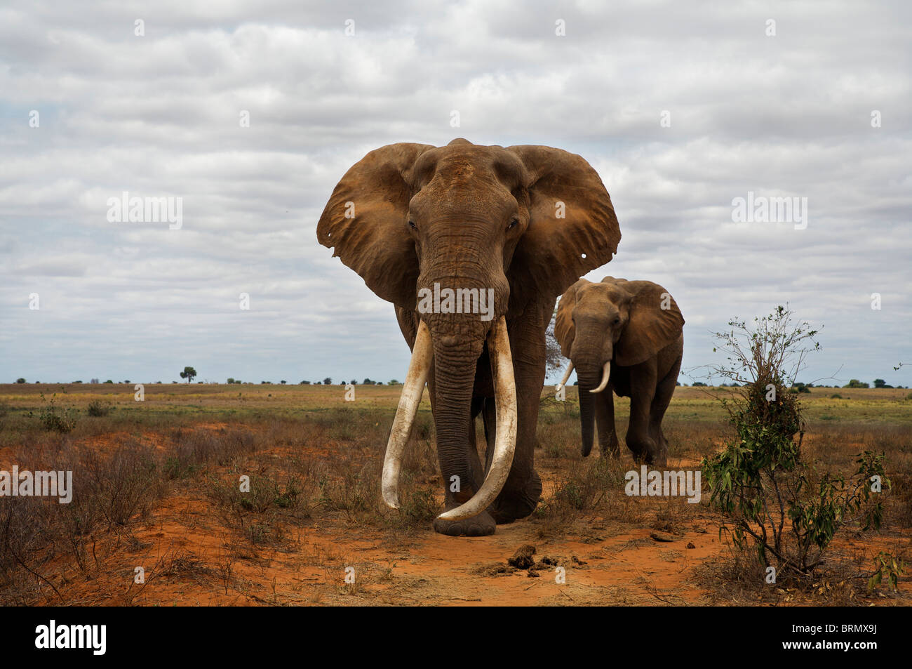 Frontal view of an elephant (Loxodonta africana) tusker being followed by another   during dry season Stock Photo