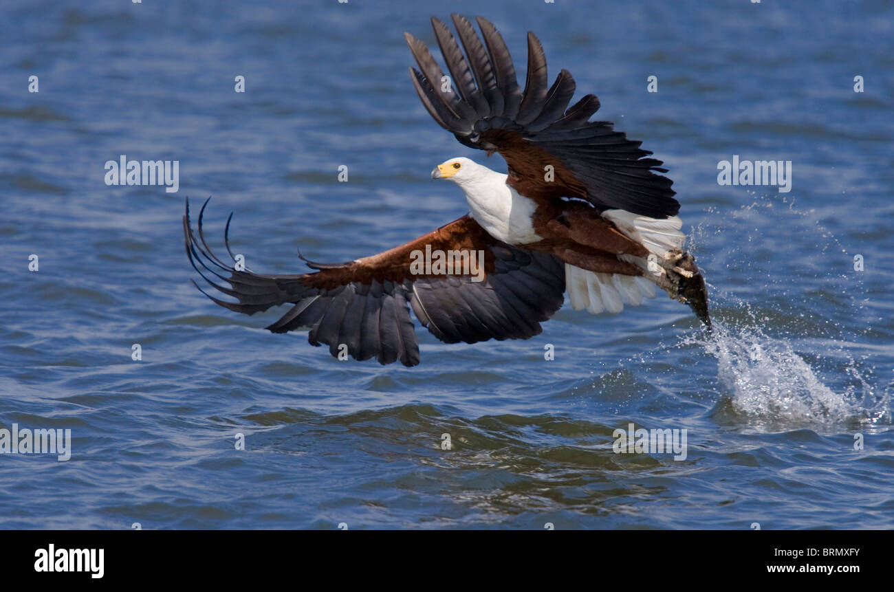 Eagle Snatching African fish eagle snatching a fish from the water Stock Photo - Alamy