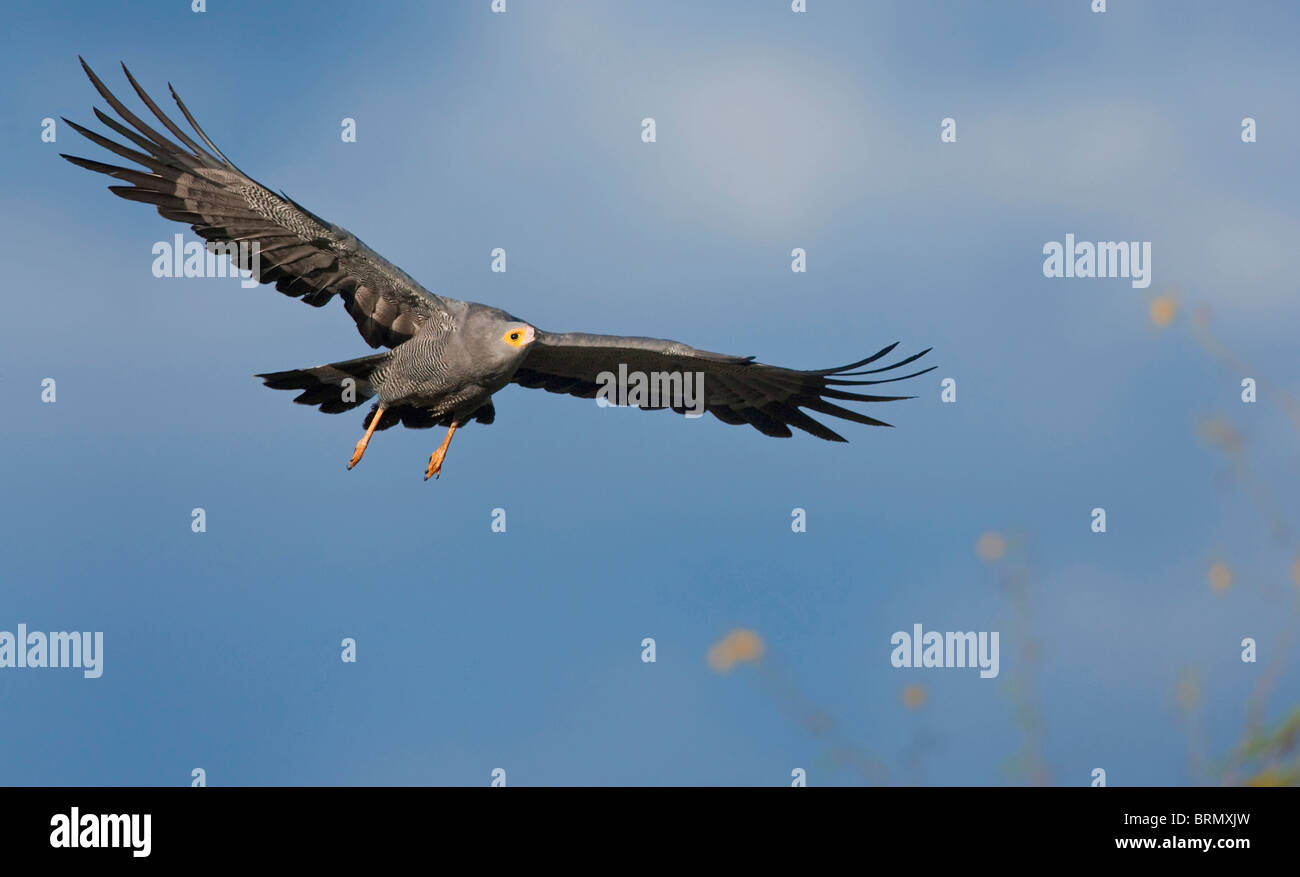 African harrier hawk hi-res stock photography and images - Alamy