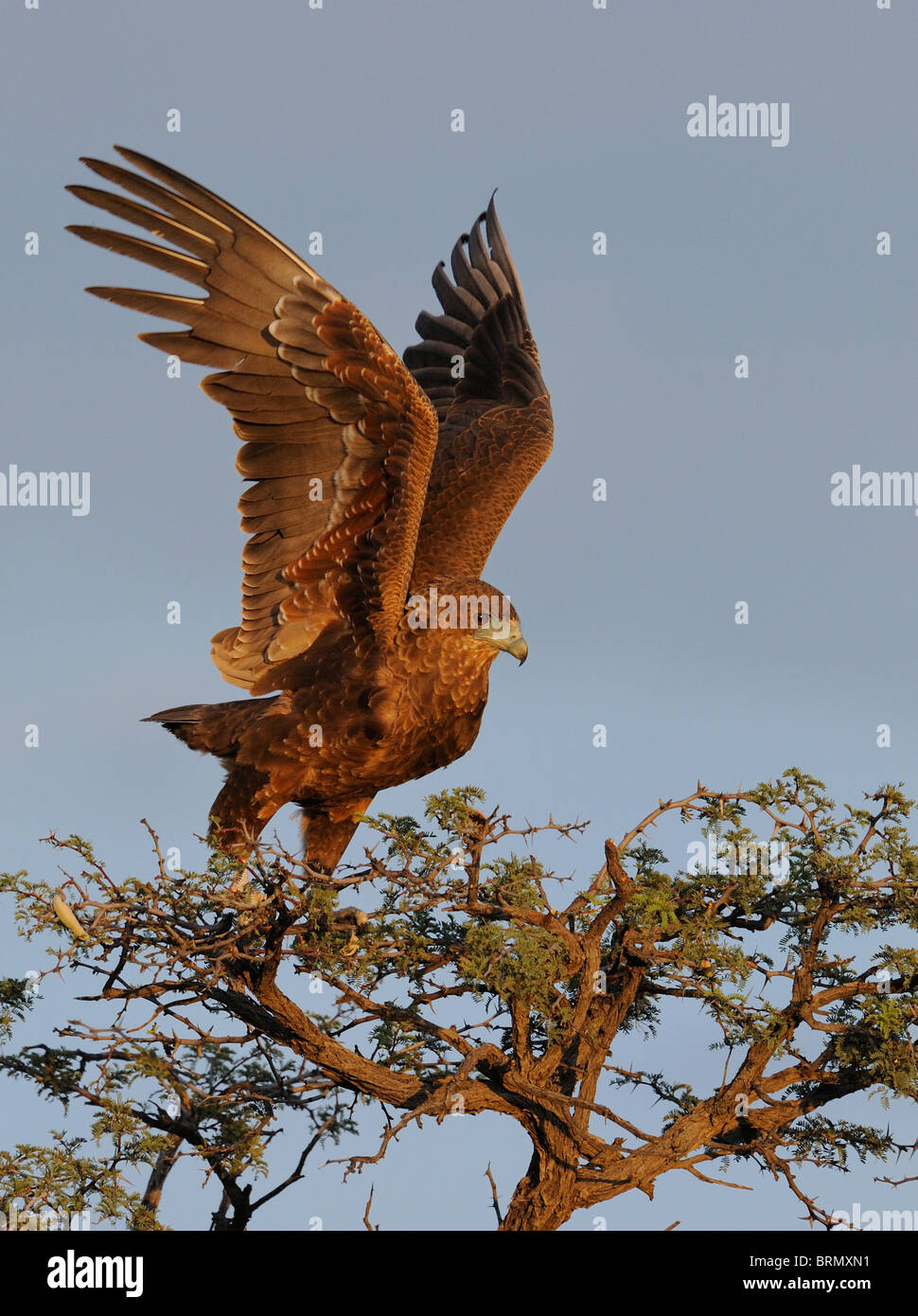 Immature bateleur taking off from the top of a camelthorn tree in the Kalahari   (Photo 1 in sequence 0322) Stock Photo