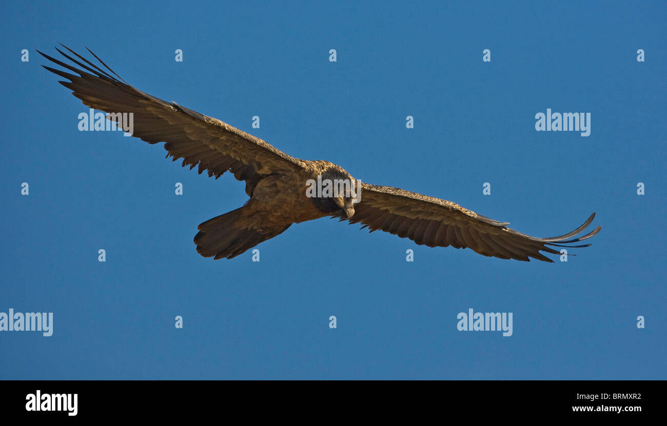 Bearded vulture soaring Stock Photo