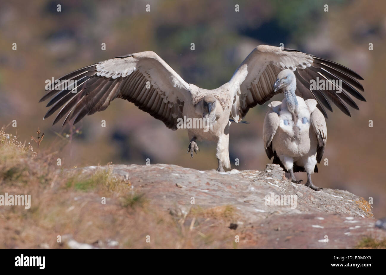 Cape griffon on a cliff with wings outstretched Stock Photo