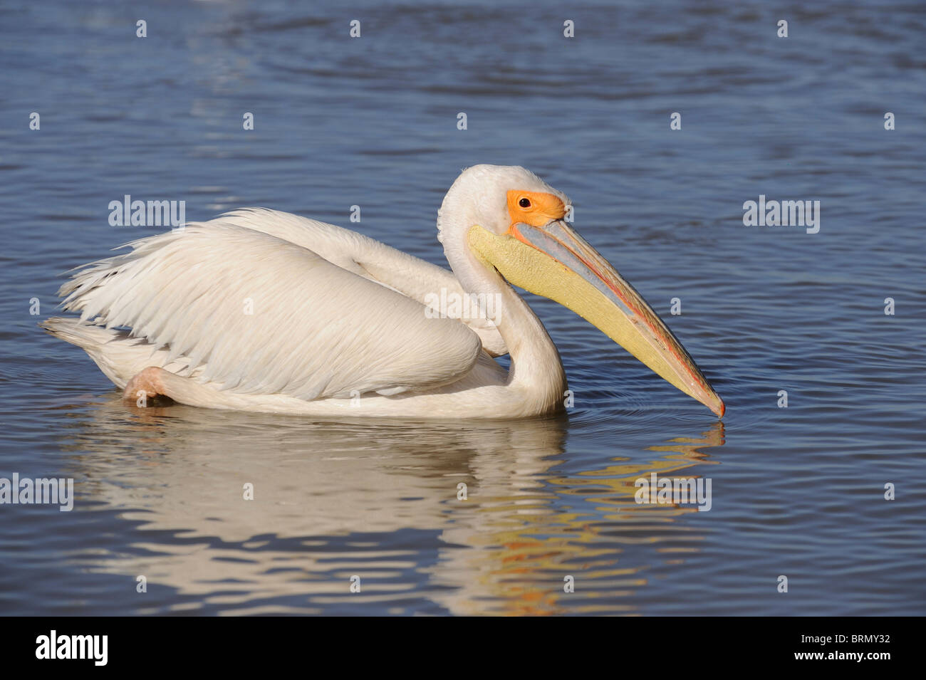 Great white Pelican Stock Photo