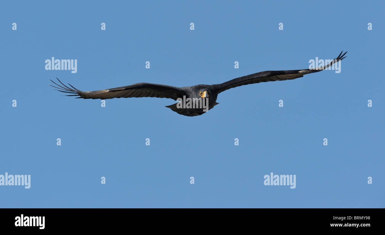 Frontal view of a Verreauxs eagle (Black eagle) in flight Stock Photo