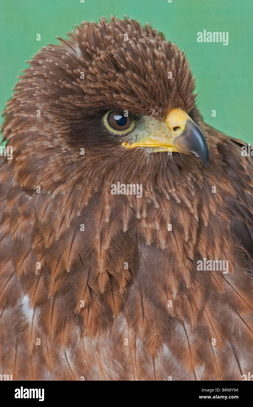 Portrait of a Wahlbergs eagle Stock Photo