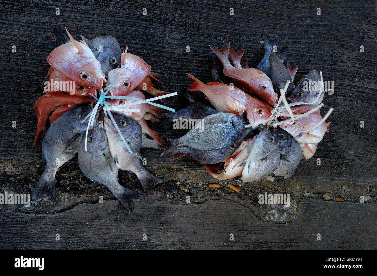 A catch of pink and grey fishes tied together Stock Photo - Alamy