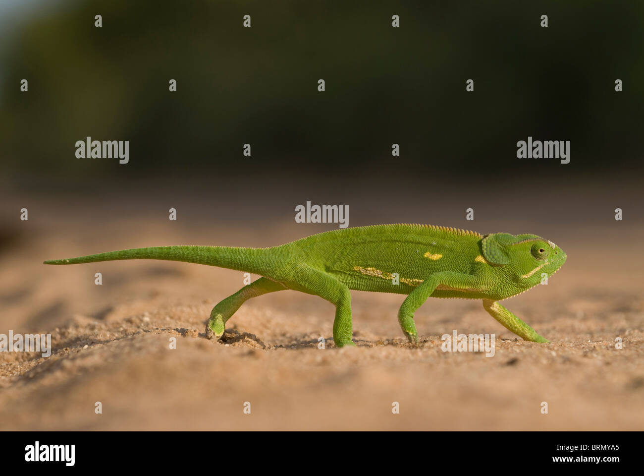 Chameleon walking along the ground Stock Photo