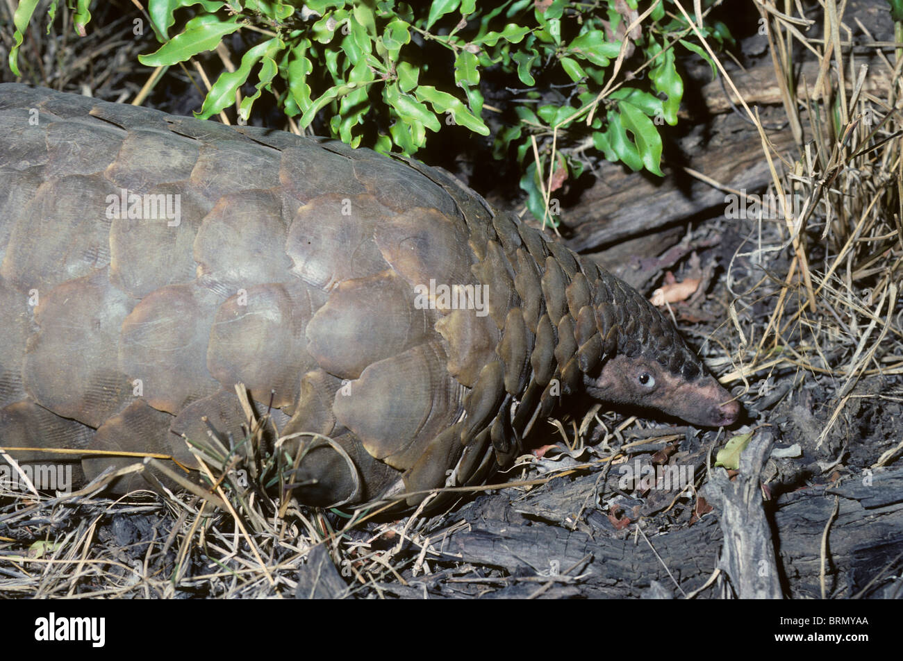 Pangolin looking for insects amongst dry out wood and grass Stock Photo