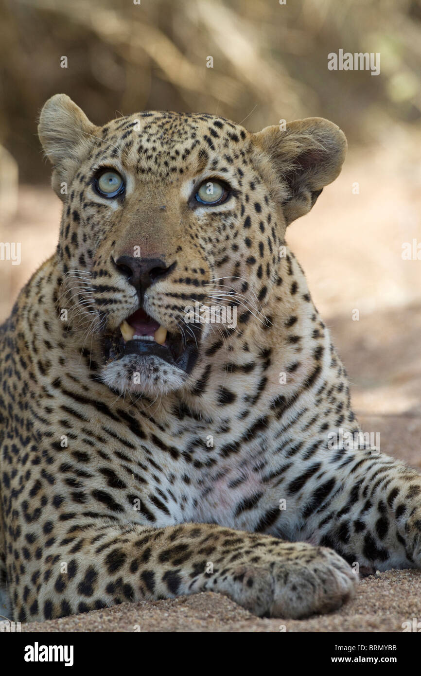Portrait of a male leopard looking skywards Stock Photo