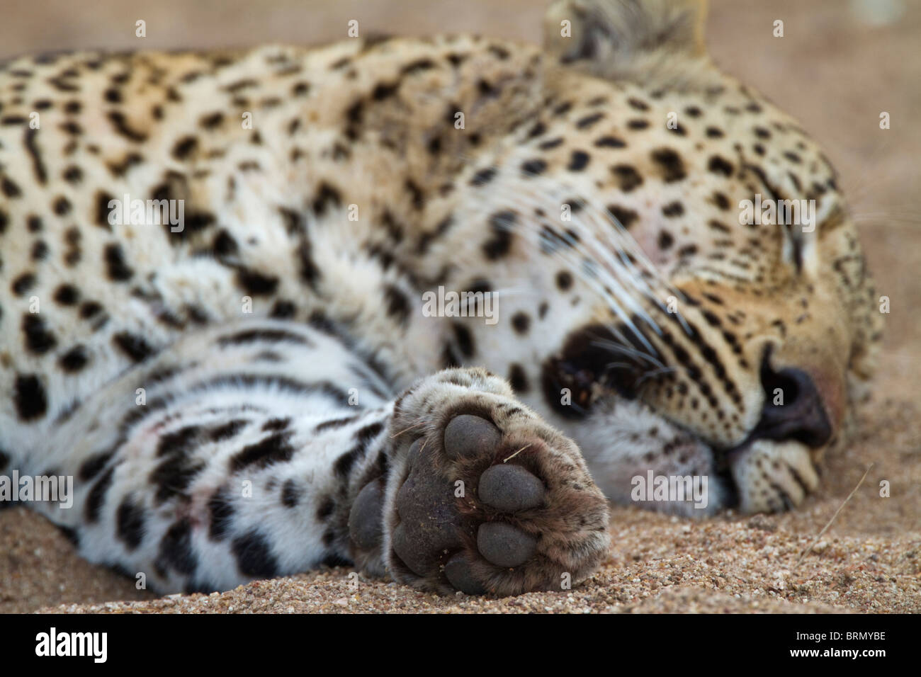 A male leopard lying fast asleep in a dry riverbed showing the underside of his front paw Stock Photo