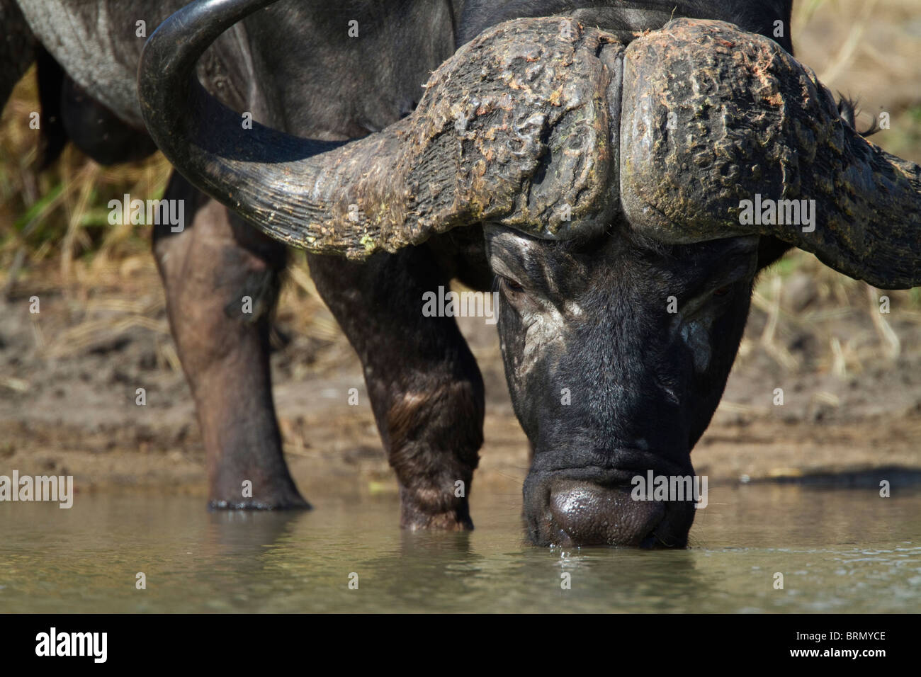Tight Portrait Of A Buffalo Drinking Stock Photo Alamy