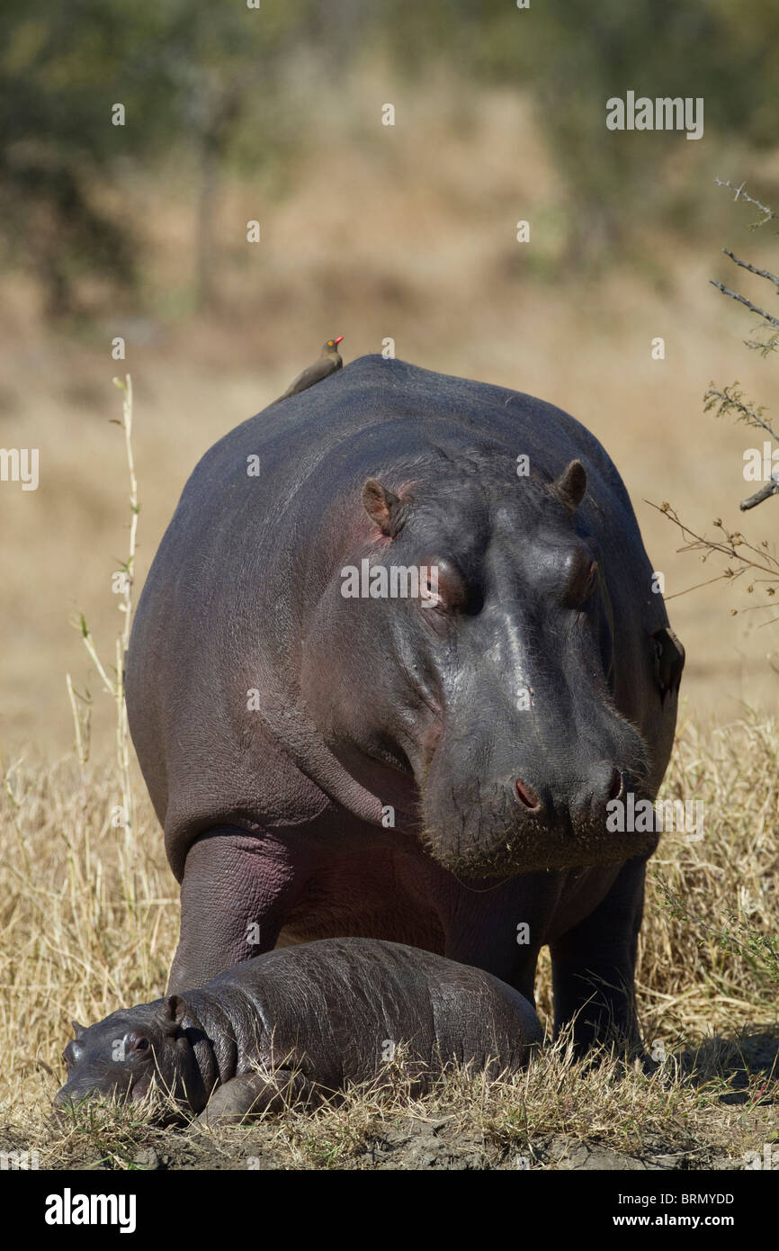 Two week old baby hippo sleeping next to it's mother Stock Photo