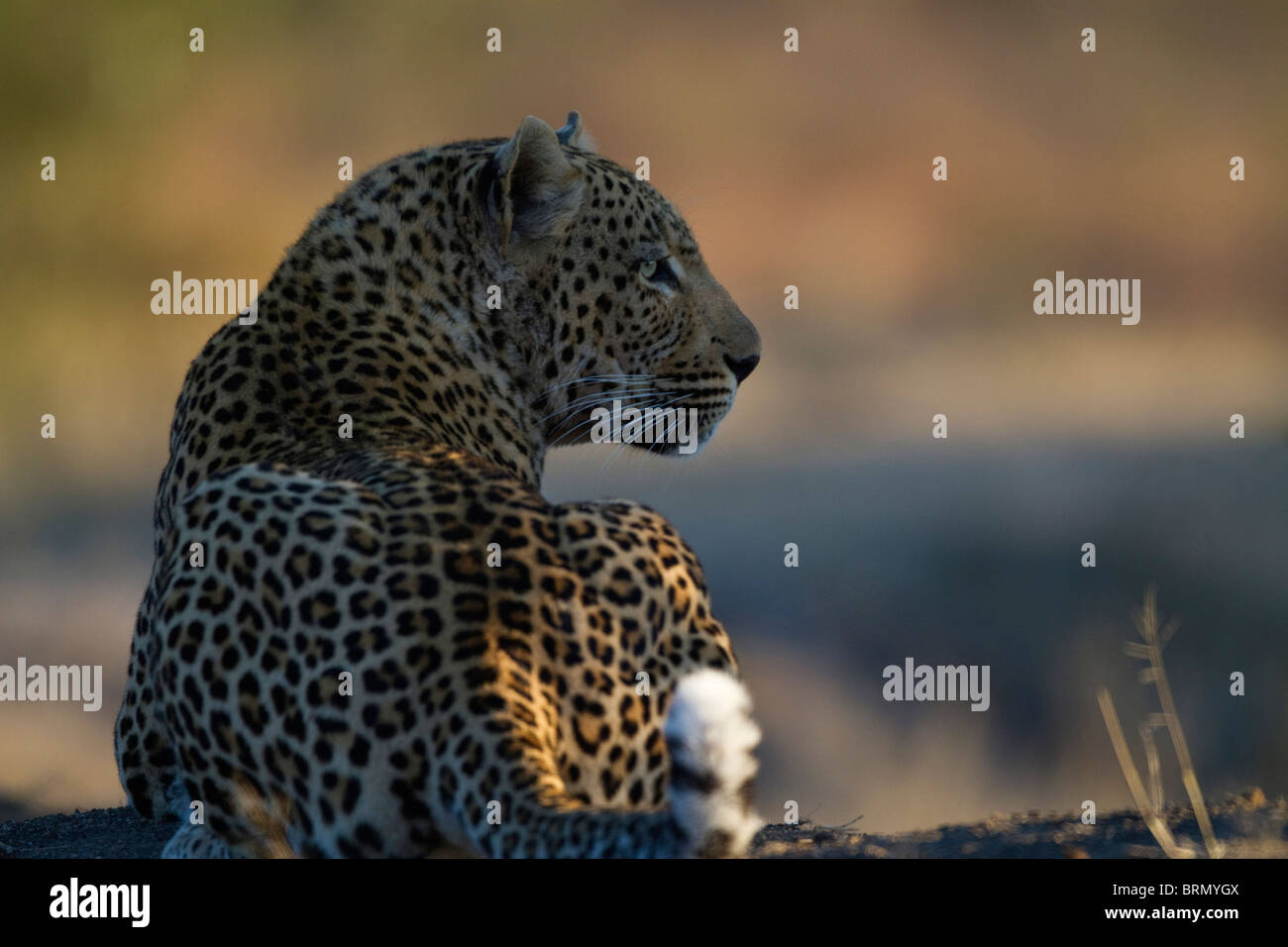 Rear view of a mature adult male leopard (Panthera pardus) looking to the side with it's tail twitching in excitement Stock Photo