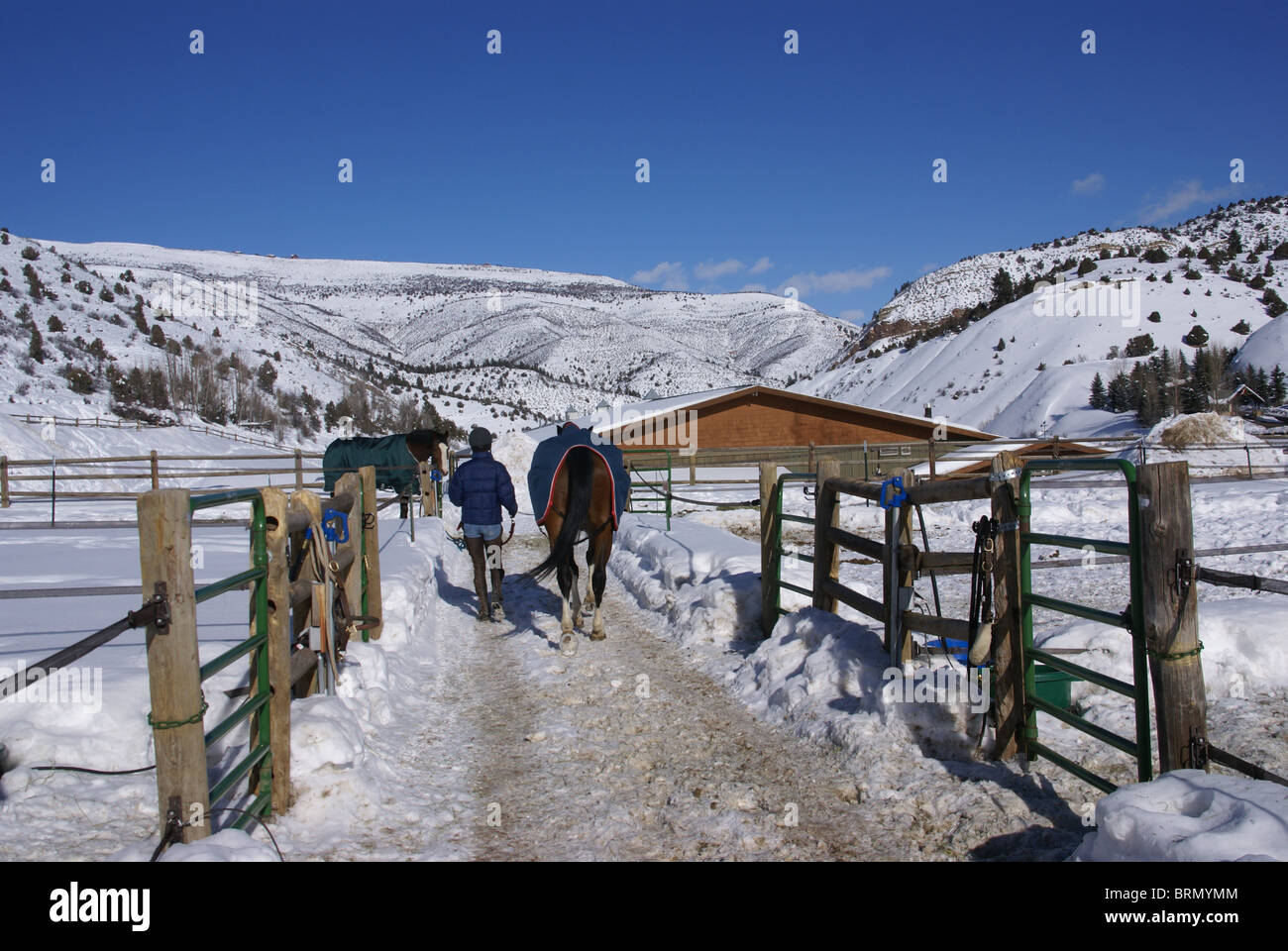 Groom walking horse to stables on crisp snowy winter morning