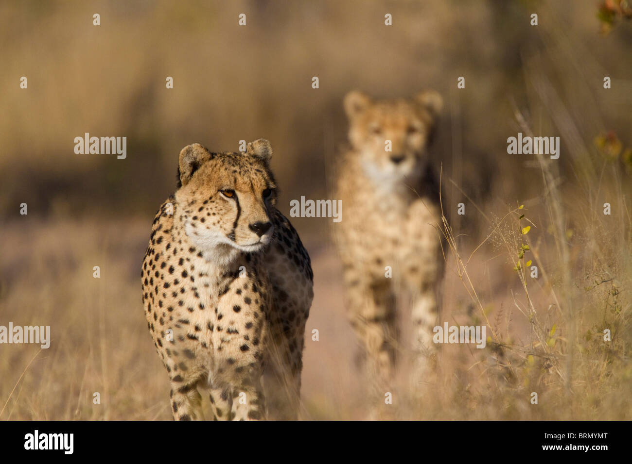 Frontal view of two cheetah on the move Stock Photo