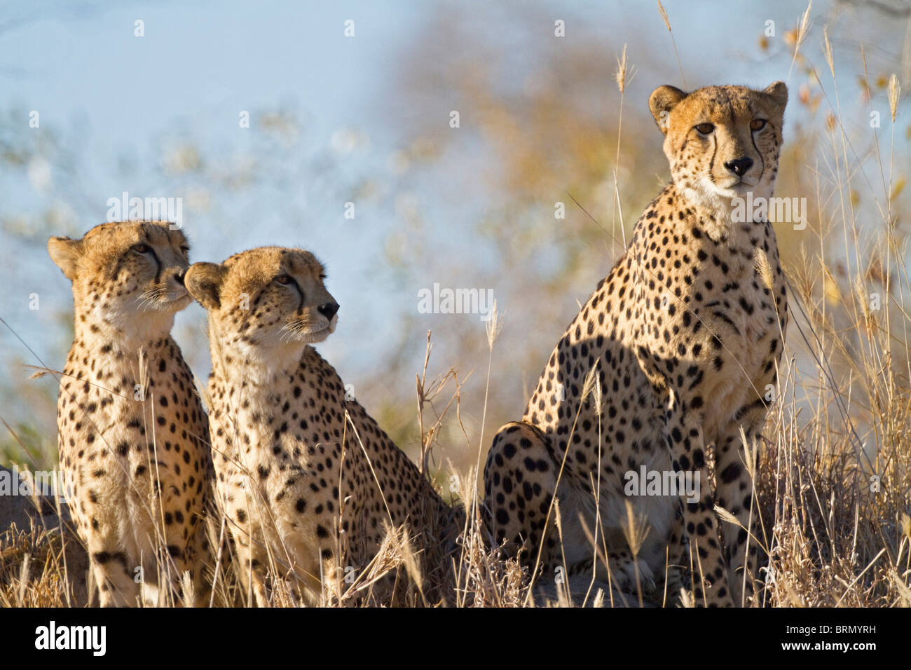 Group of three cheetah on an anthill on the lookout for prey Stock Photo