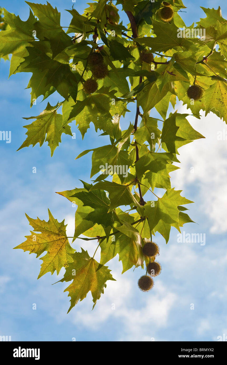 Leaves and fruits of London Plane / Platanus tree - France. Stock Photo