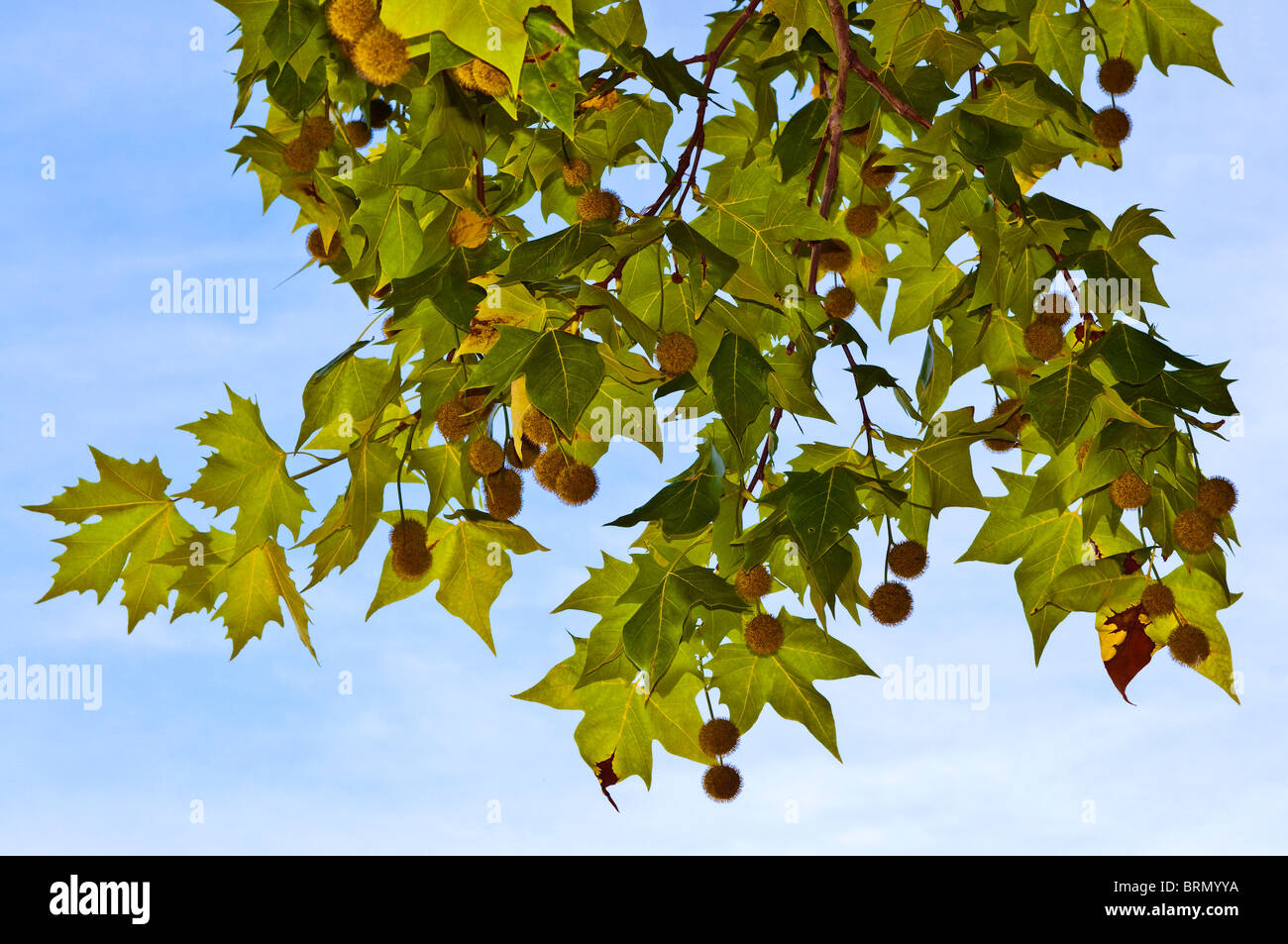 Leaves and fruits of London Plane / Platanus tree - France. Stock Photo