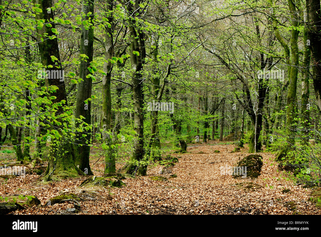 A Somerset beech wood in Spring, Beacon Hill Wood, UK April 2010 Stock ...