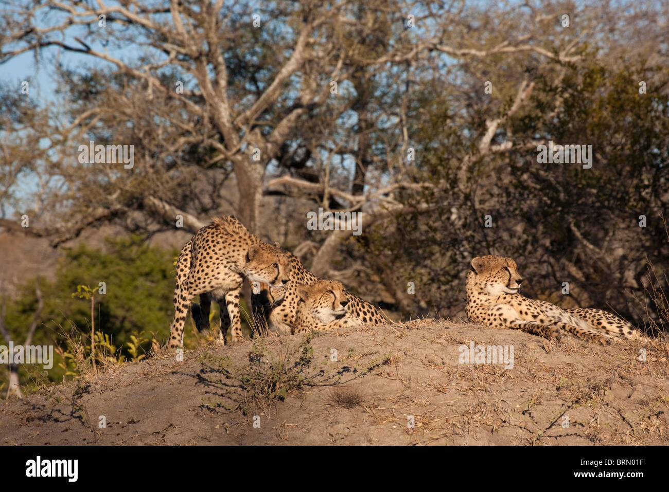Cheetah resting on a termite mound Stock Photo