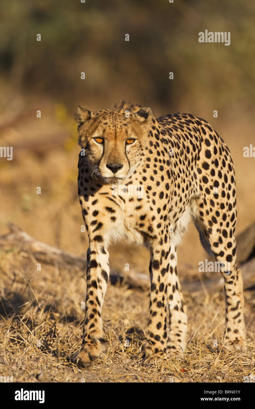 Frontal view of a male cheetah walking Stock Photo