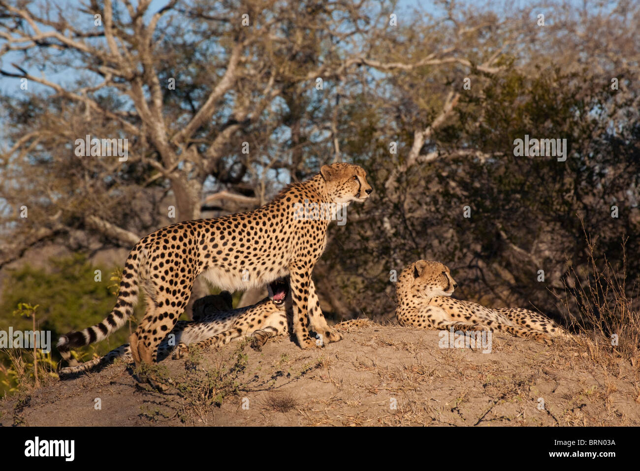Cheetah resting on a termite mound Stock Photo