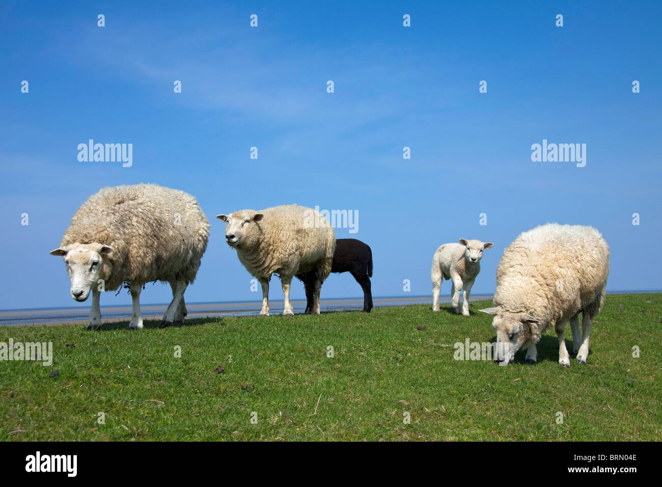 Domestic Sheep (Ovis ammon aries), ewes with lambs on a levee. Stock Photo
