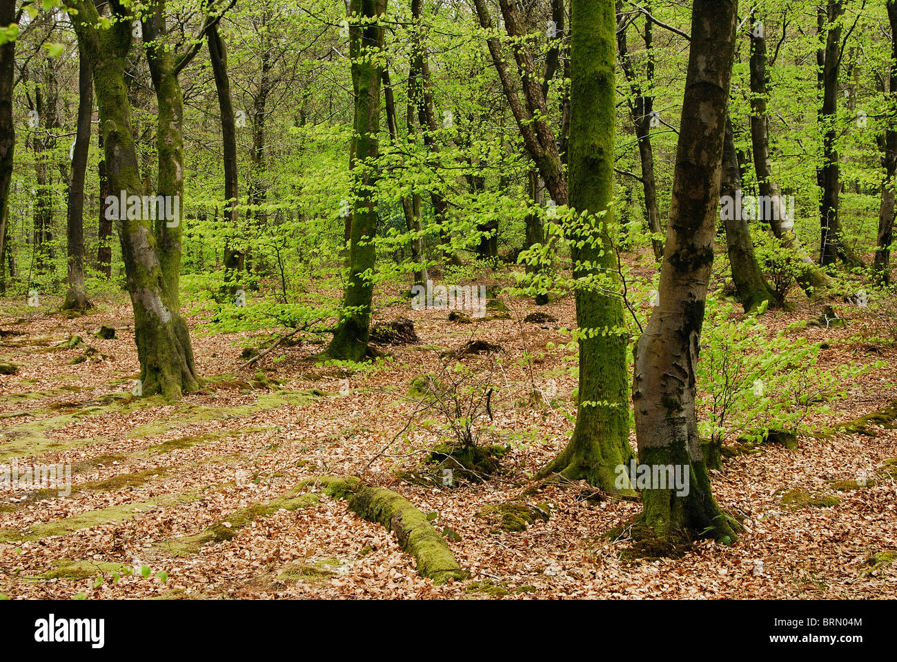 A beech woodland in Somerset, Beacon Hill Wood, in spring.  UK April 2010 Stock Photo