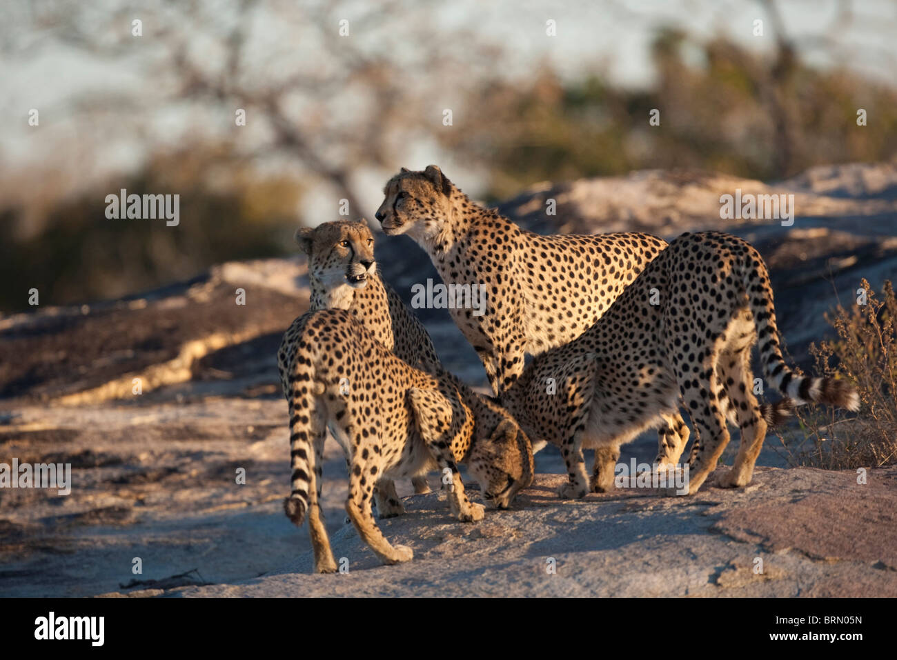 Cheetah crowd around an interesting scent marking on a rock Stock Photo