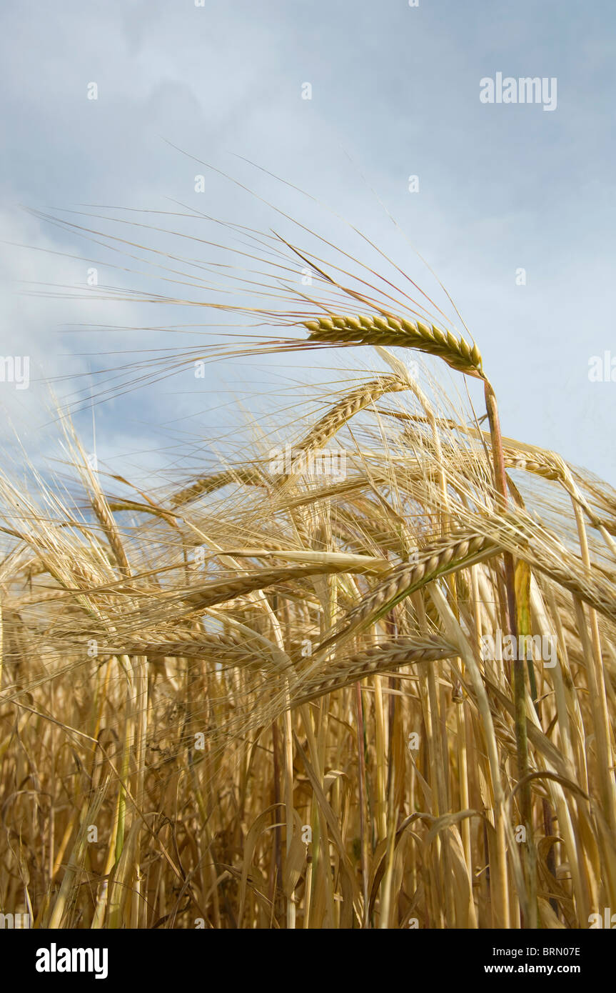Field of barley ripening Stock Photo