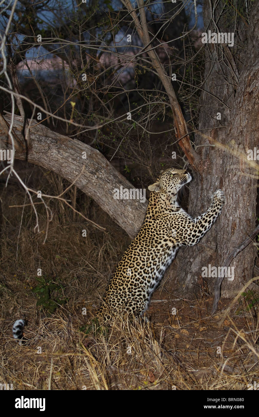Female leopard sharpening her claws on a tree Stock Photo