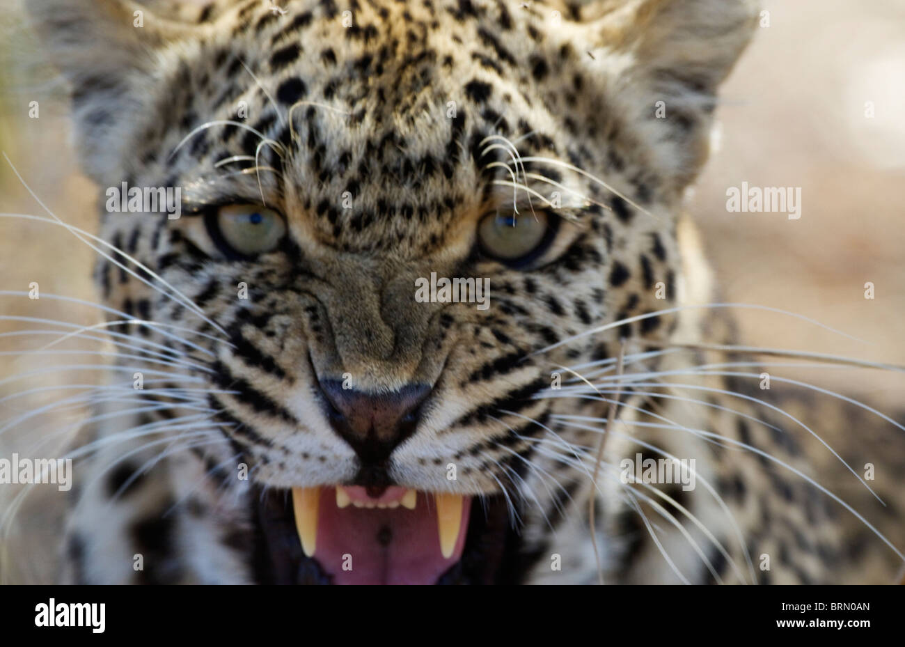 Tight portrait of a leopard snarling Stock Photo