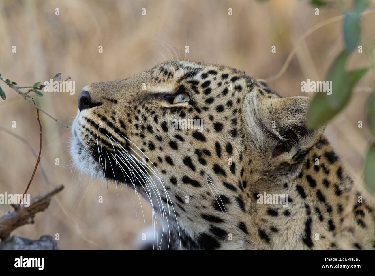 Portrait of a female leopard looking up into a tree Stock Photo - Alamy