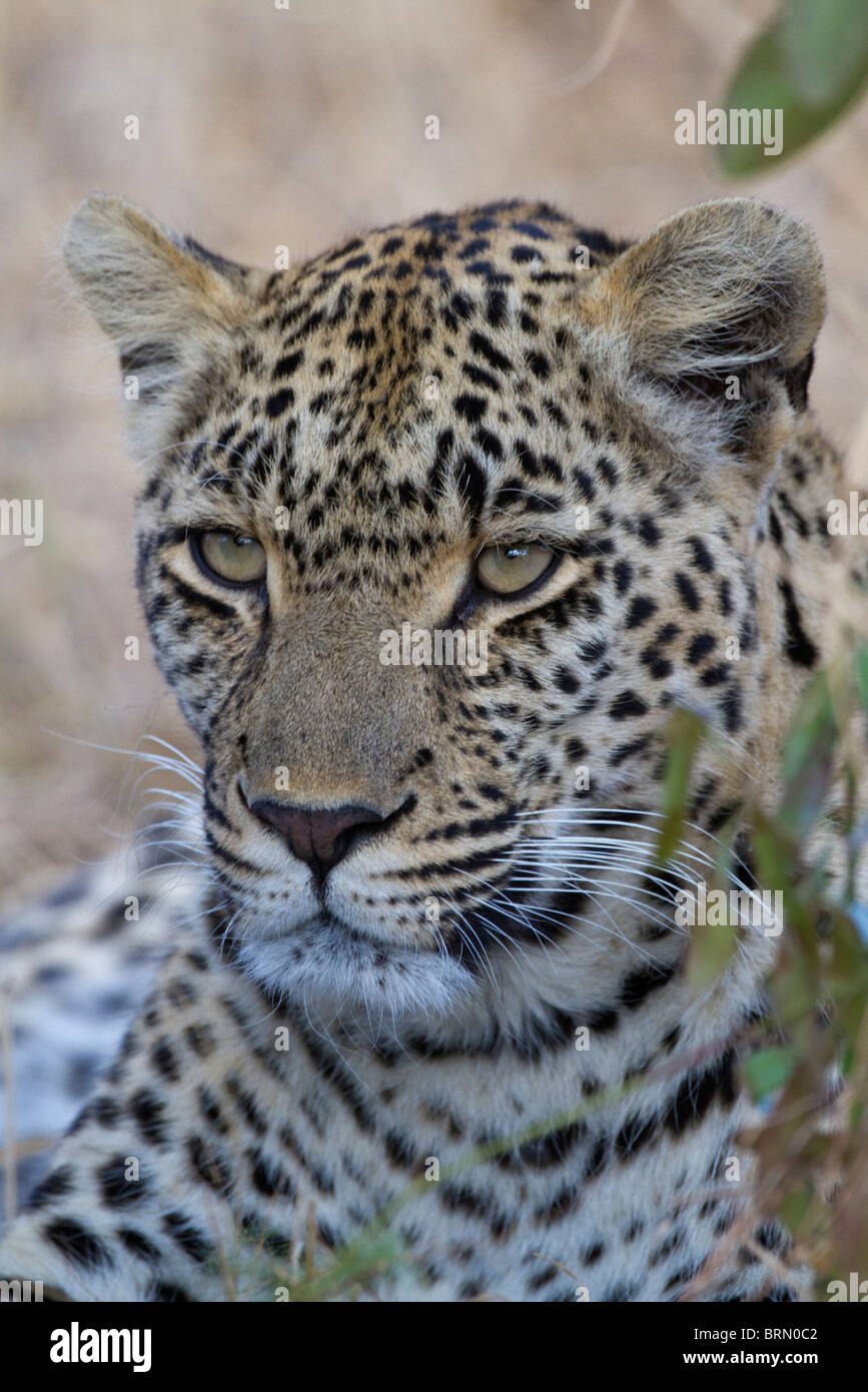 Portrait of a female leopard Stock Photo - Alamy