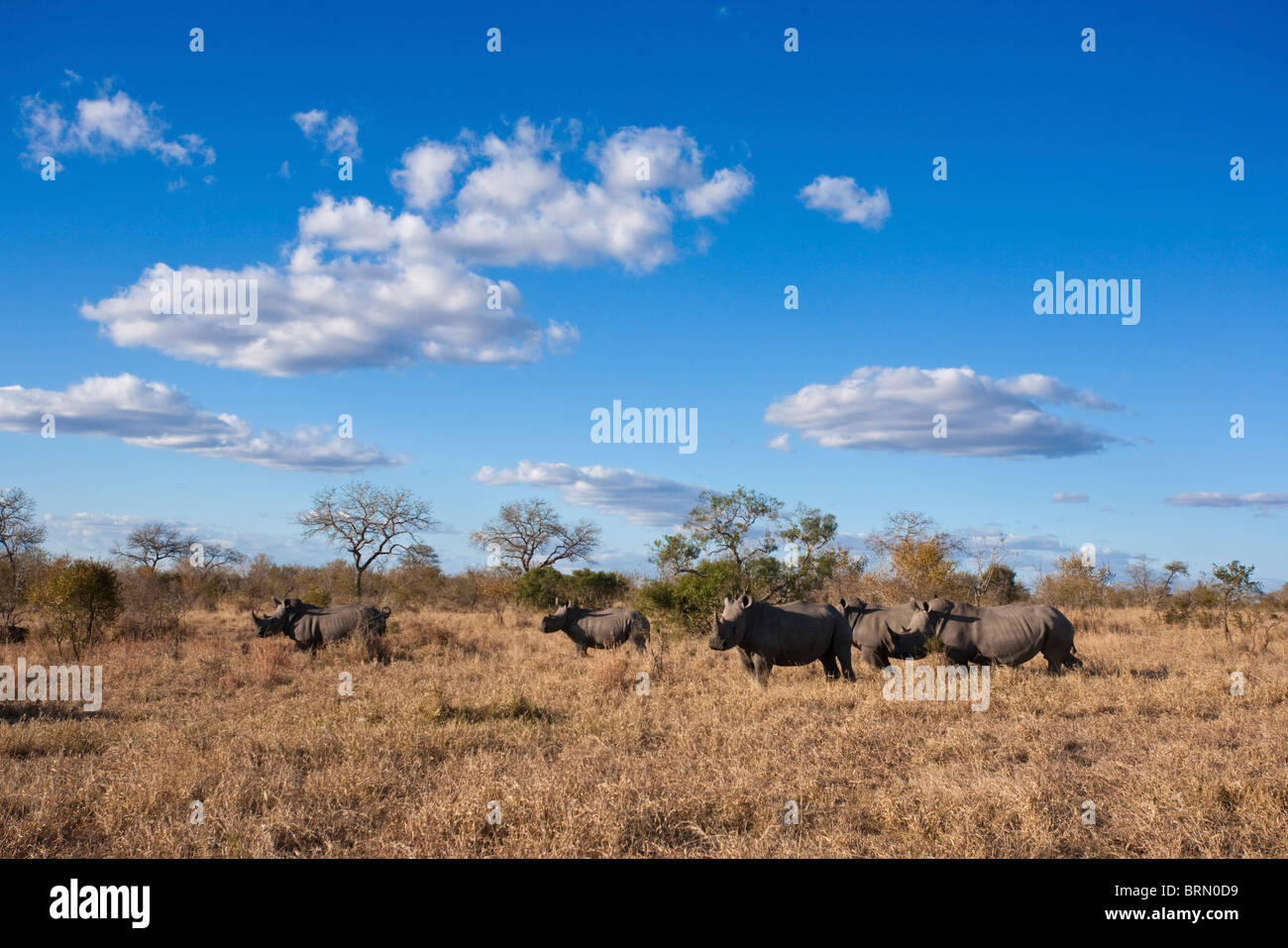 Scenic view of white rhino herd on an open dry savanna Stock Photo