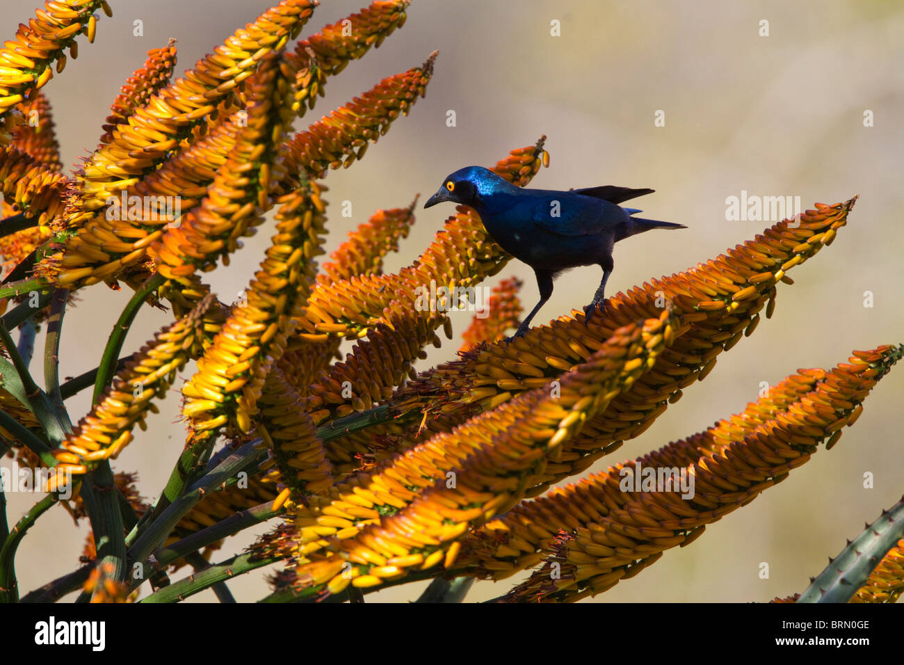 Glossy starling foraging for nectar on Aloe marlothii flowers Stock Photo