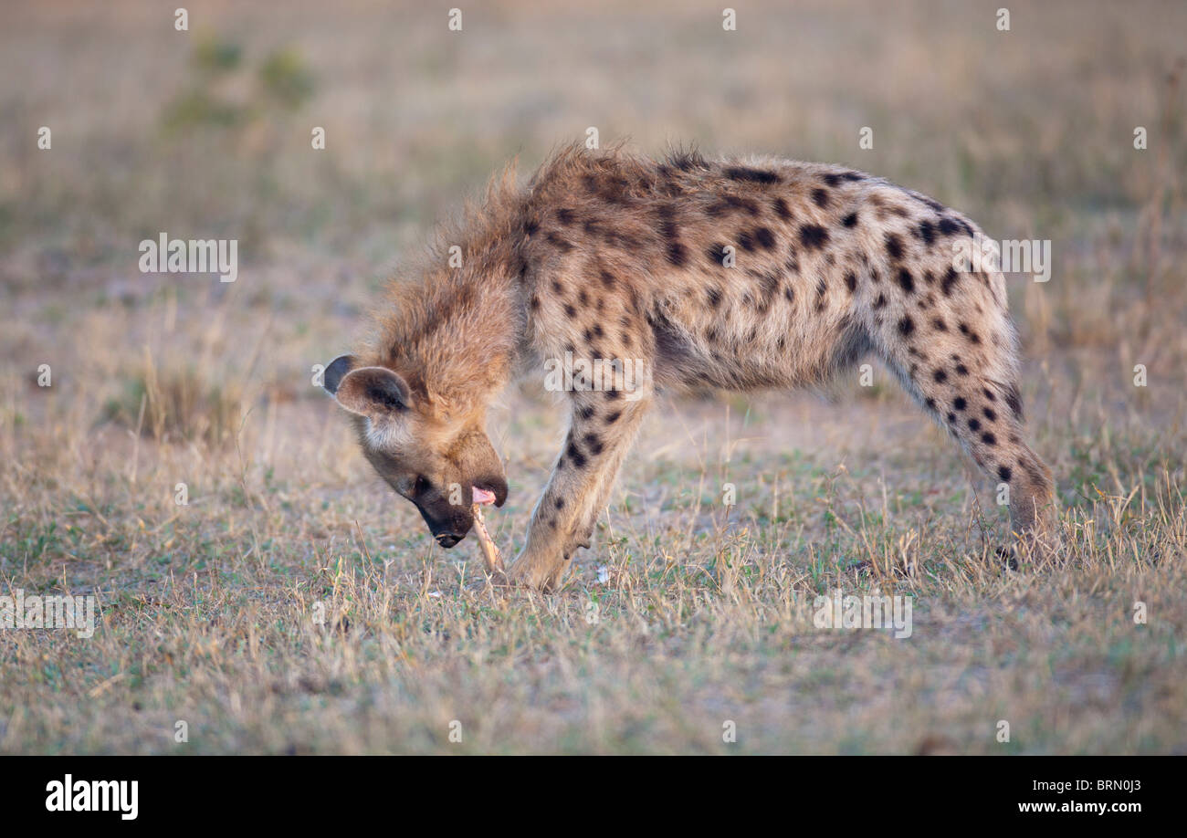 Spotted Hyena chewing on a bone Stock Photo