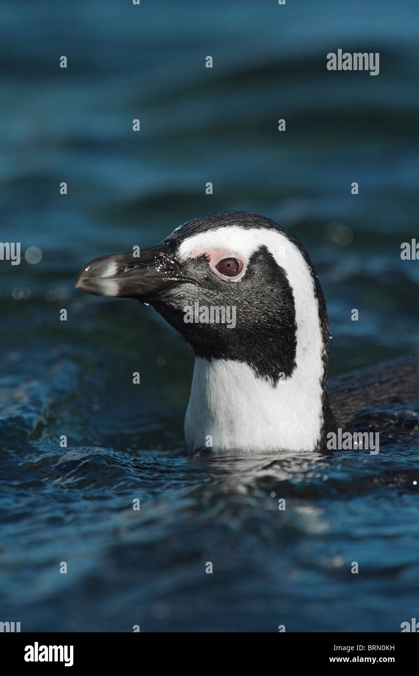 African Penguin with just its head visible as its swims in the water Stock Photo