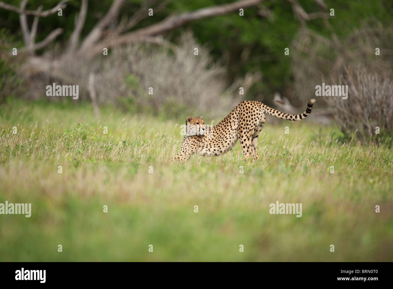Cheetah stretching itself and looking over its shoulder Stock Photo