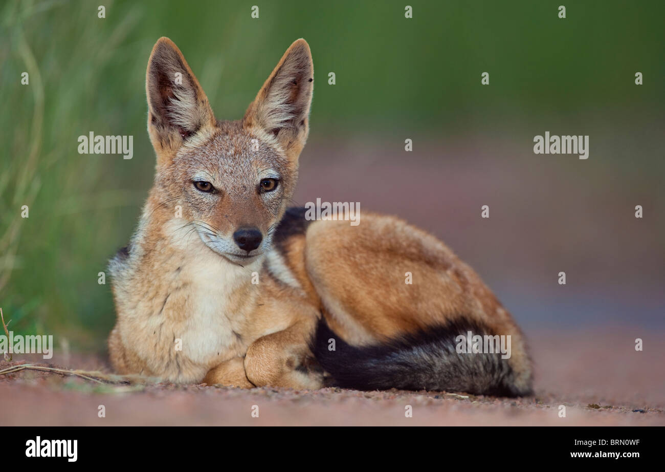 Portrait of a Black Backed Jackal curled up on the ground Stock Photo