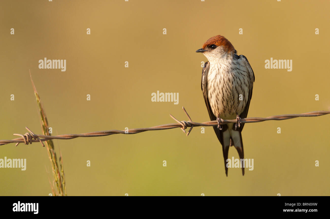 Lesser Striped Swallow perched on barbed wire fence Stock Photo