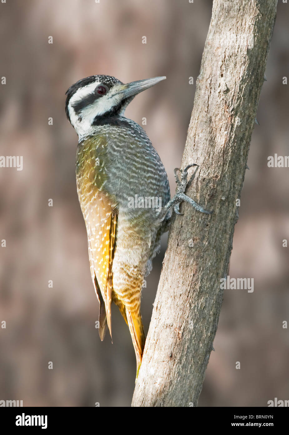 Bearded woodpecker perched on a branch Stock Photo