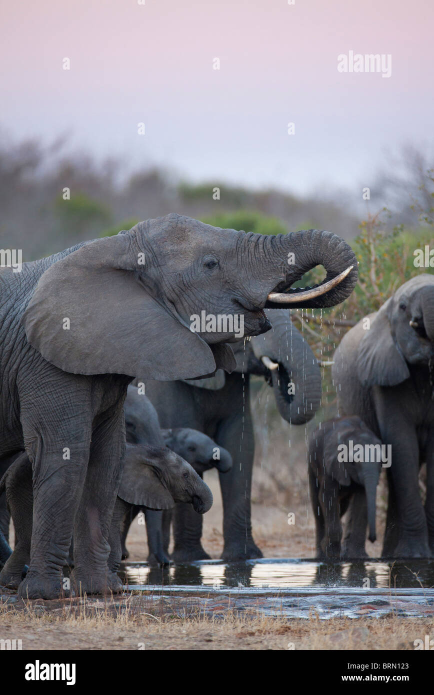 Elephant herd drinking water at a dam Stock Photo