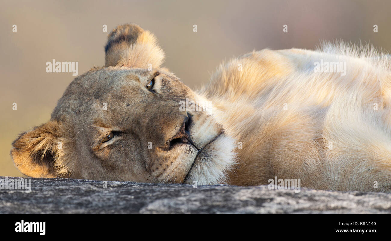 Portrait of a sleepy Lioness lying on its side Stock Photo