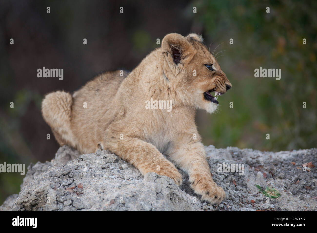 Portrait of a Lion cub baring its teeth Stock Photo
