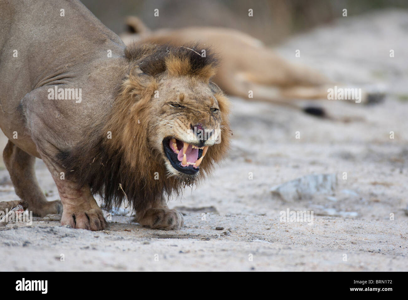 Lion stretching forward and baring its teeth raising flehmen Stock Photo