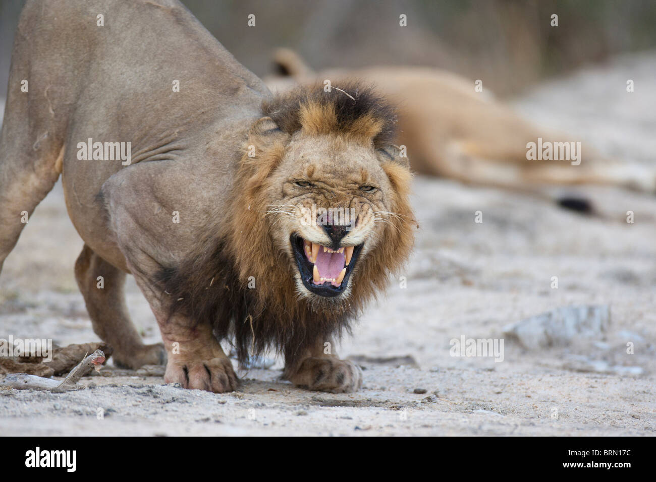 Lion stretching forward and baring its teeth raising flehmen Stock Photo