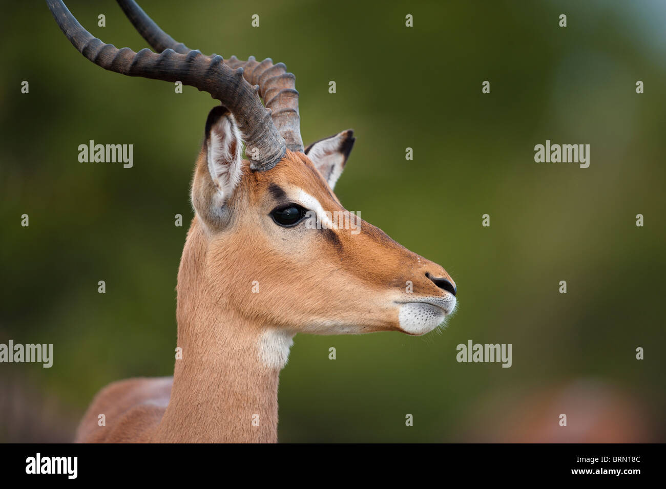 Portrait of an Impala ram with its turned to the side Stock Photo