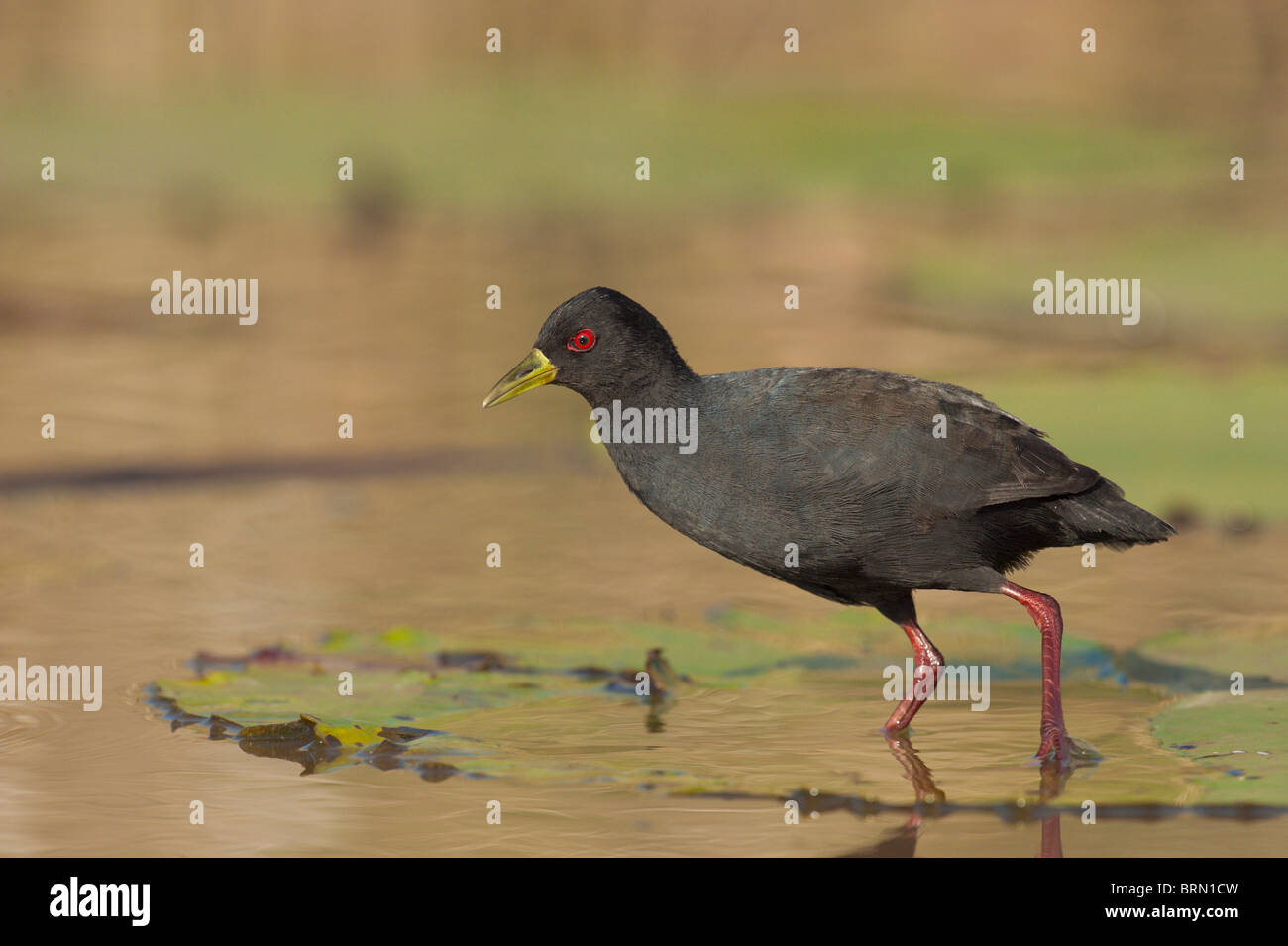 Black Crake standing on a lily pad Stock Photo