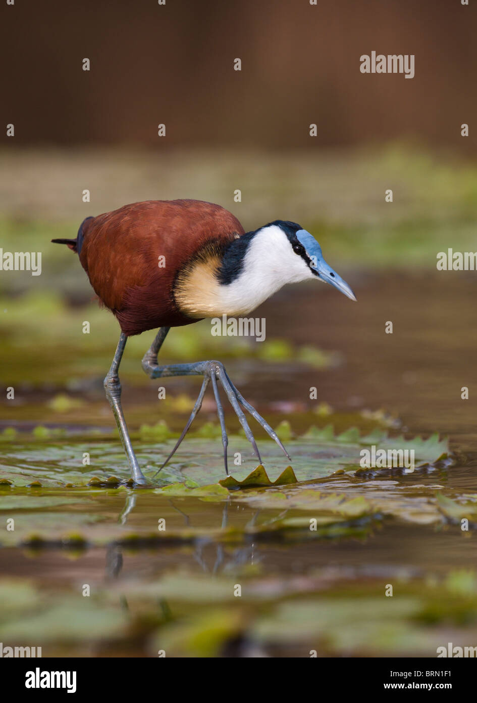 African Jacana perched on a lily pad with one leg raised Stock Photo